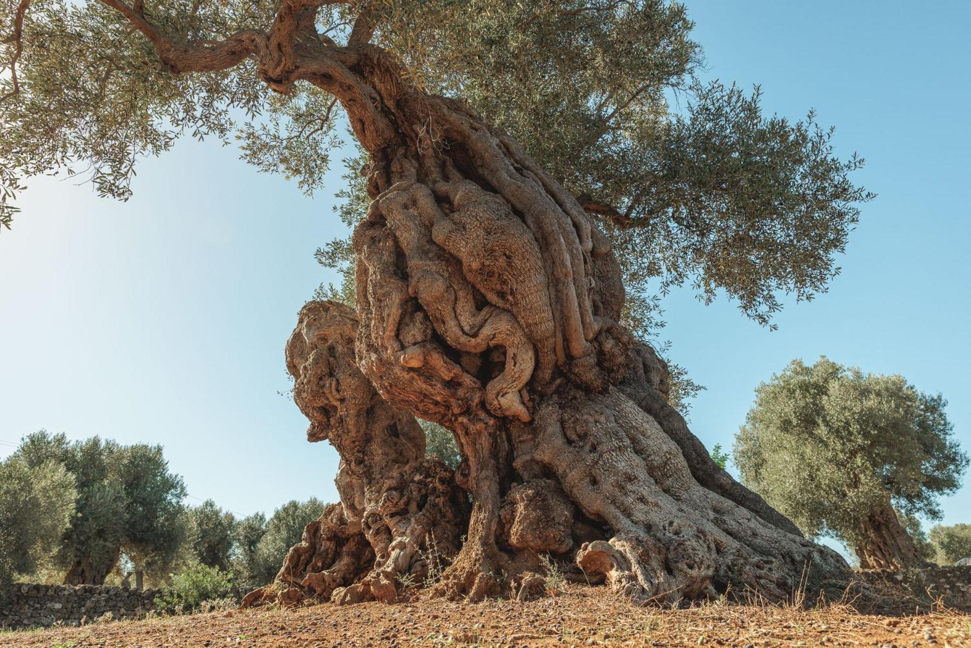 Vila Masseria Brigantino Torre Canne Exteriér fotografie